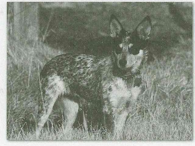 (בספר תמונה של בית הנשיא)